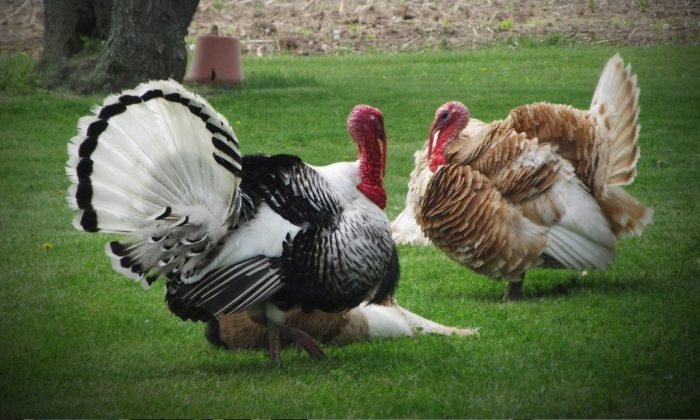 Mississippi Hunter Harvests ‘Exceptionally Rare’ White Turkey