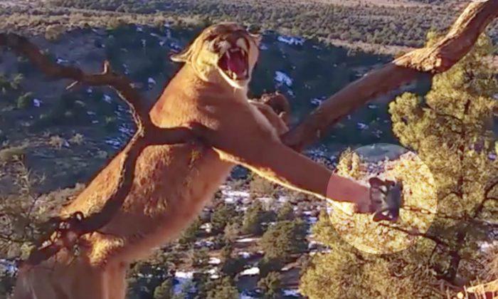 Wildlife Officers Rescue and Free Huge Mountain Lion Stuck in Trap, Risking Their Lives