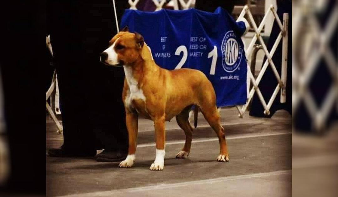 Show Dog Gayle Goes Missing Just Before Boarding Her Flight