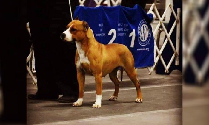 Show Dog Gayle Goes Missing Just Before Boarding Her Flight