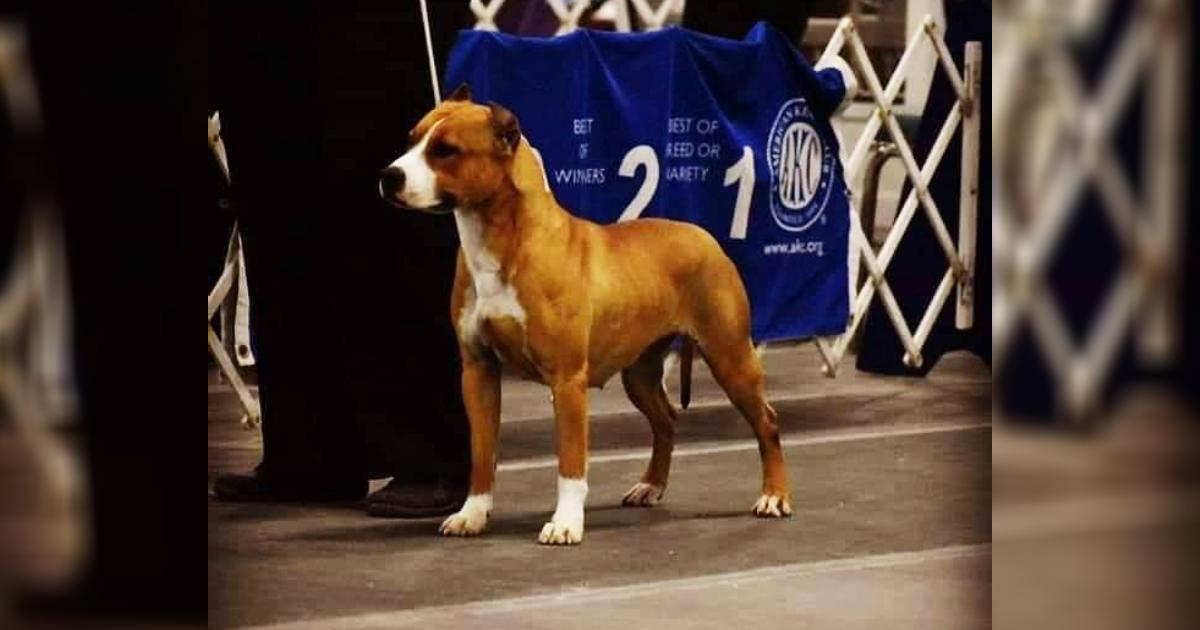 Show Dog Gayle Goes Missing Just Before Boarding Her Flight