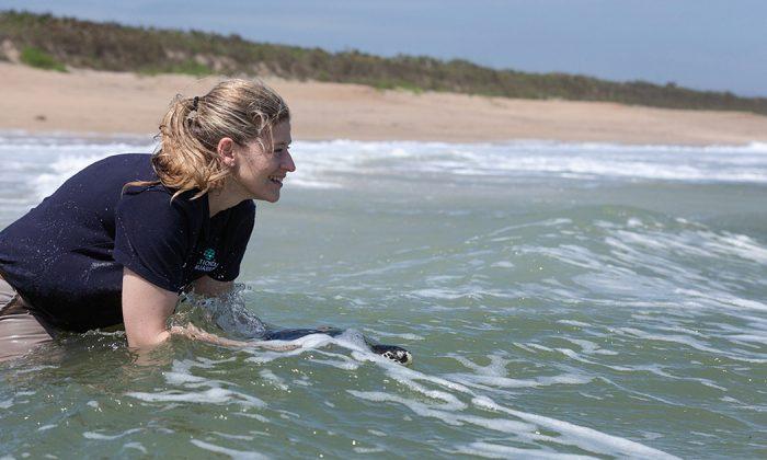 National Aquarium Releases Rescued Sea Turtles Back to the Ocean