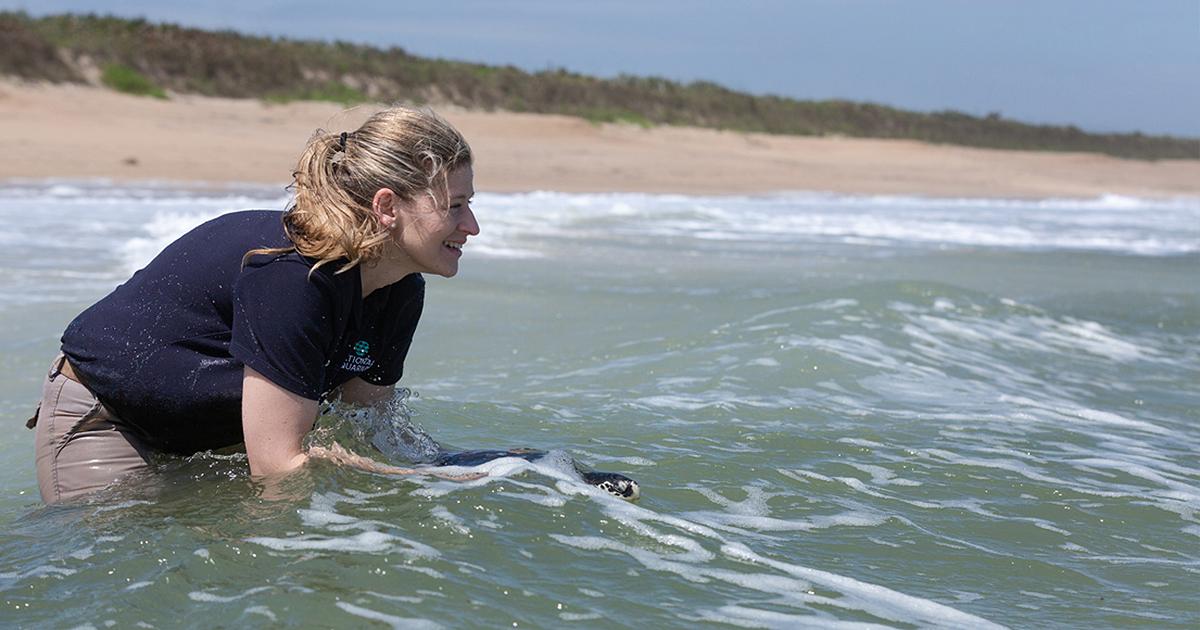 National Aquarium Releases Rescued Sea Turtles Back to the Ocean