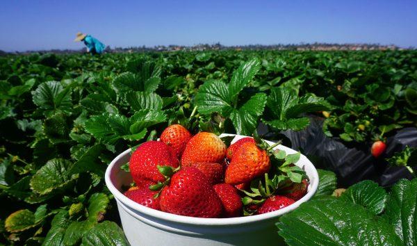 Strawberries in Carlsbad, California on April 22, 2018. (Frederic J. Brown /AFP/Getty Images)