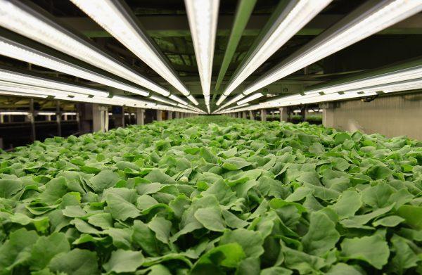 Baby kale is grown at AeroFarms on February 19, 2019, in Newark, New Jersey. (Angela Weiss/AFP/Getty Images)