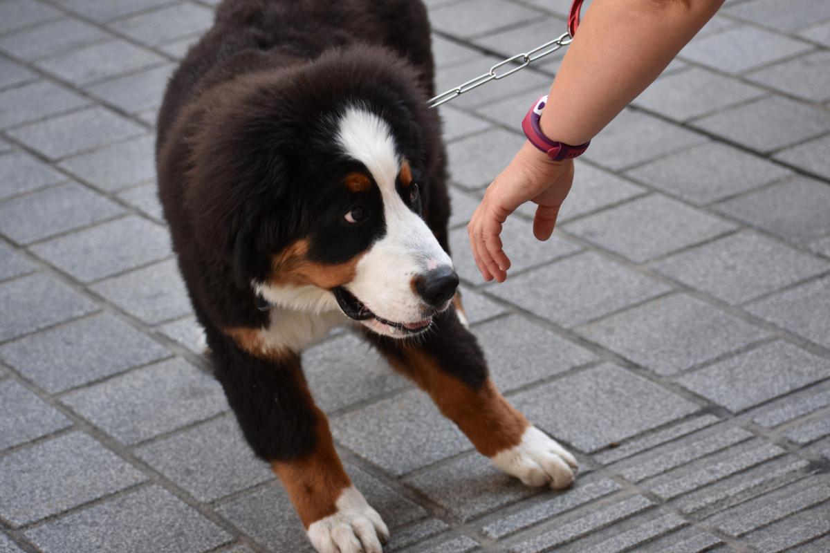 Illustration - Shutterstock | <a href="https://www.shutterstock.com/image-photo/puppy-bernese-mountain-dog-shy-being-1162152814">Marina Ielma </a>