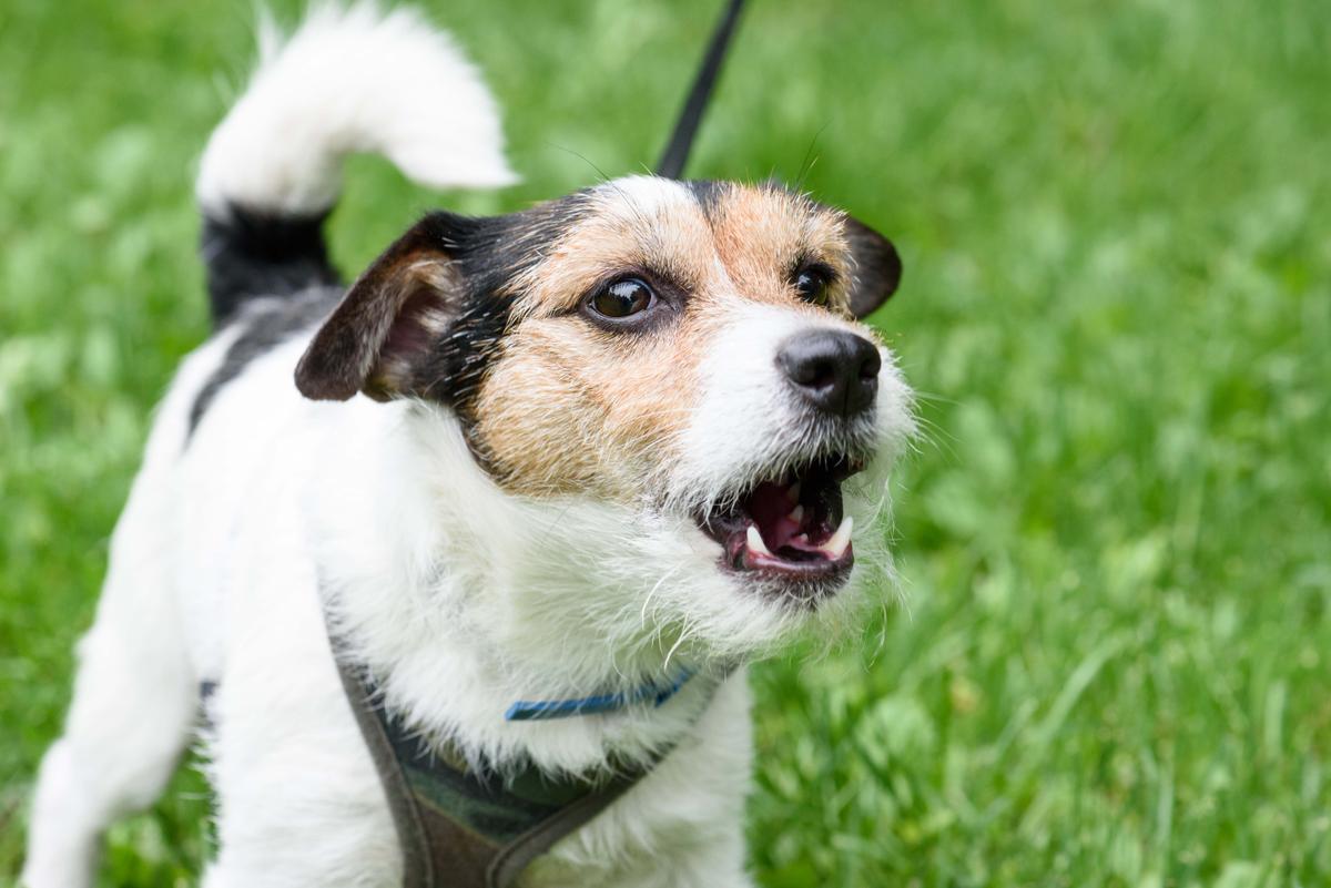 Illustration - Shutterstock | <a href="https://www.shutterstock.com/image-photo/cute-barking-dog-not-aggressive-on-422775559">alexei_tm </a>