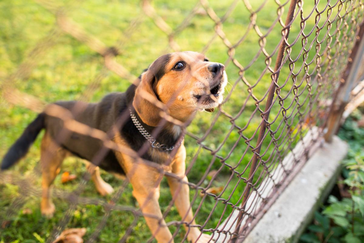 Illustration - Shutterstock | <a href="https://www.shutterstock.com/image-photo/cute-guard-dog-behind-fence-barking-251683153">l i g h t p o e t</a>