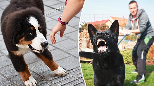 Dogs Can Detect ‘Bad People’: If You’re Nervous of Dogs, They Can Smell It, Study Says