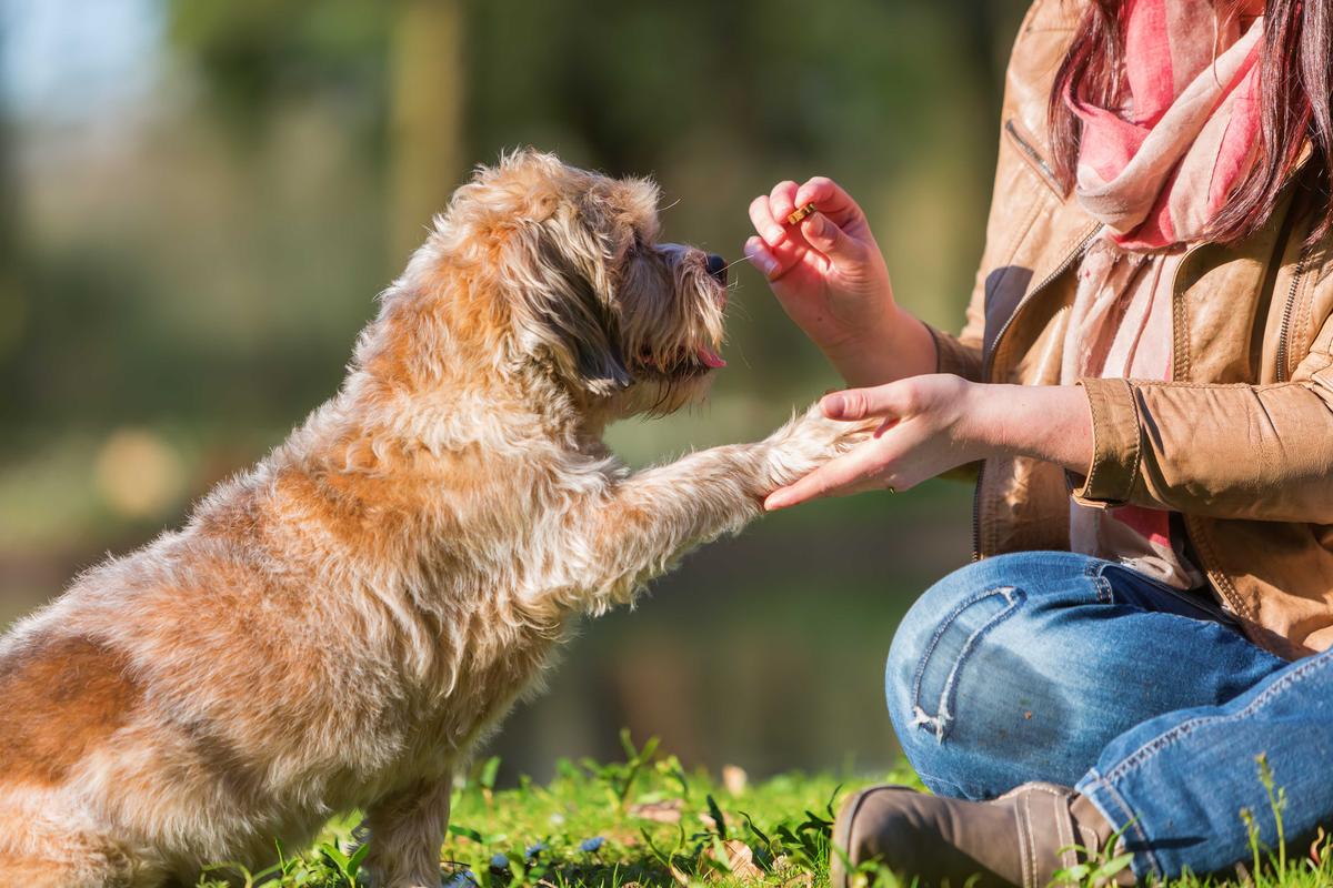 Illustration - Shutterstock | <a href="https://www.shutterstock.com/image-photo/picture-woman-giving-her-dog-treat-611028716">Christian Mueller</a>