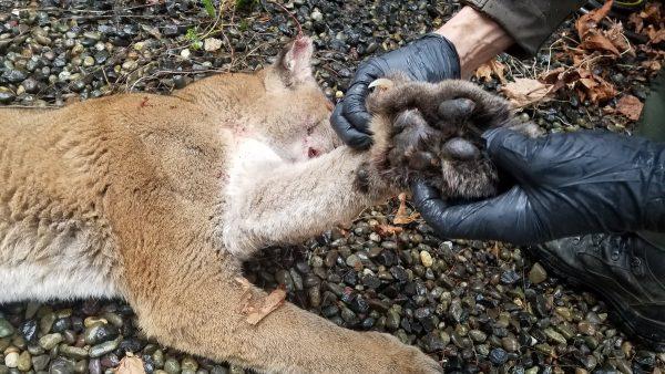 The cougar shot dead by law enforcement on March 25, 2019 in Hoodsport, Washington (Mason County Sheriff)