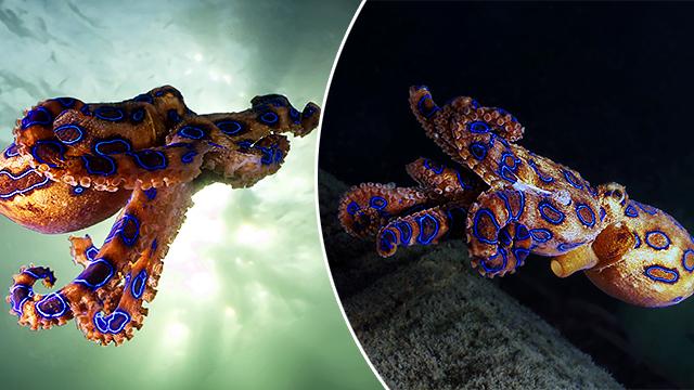 Video: Divers Catch Vibrant but Deadly ‘Blue-Ringed’ Octopus on Film Off Australian Coast