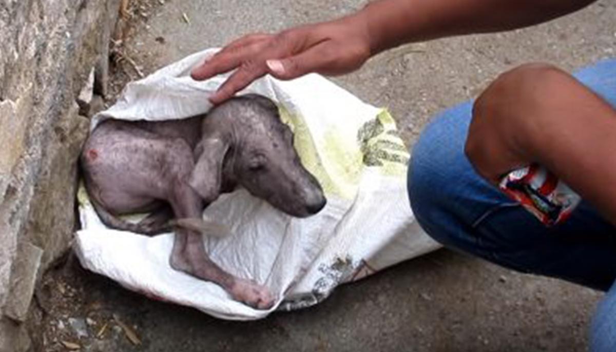 Dog ‘Screams’ As Rescuer Helps Him Out of a Bag, He’s Hardly Recognizable 6 Weeks Later