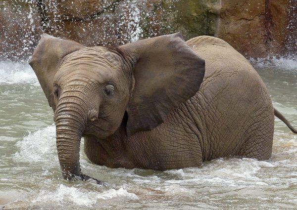 African Elephant Nyah in Indianapolis, Ind. (Indianapolis Zoo via CNN)