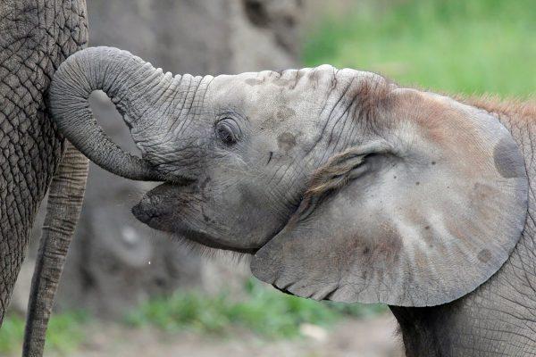 African Elephant Kalina in Indianapolis. (Indianapolis Zoo via CNN)