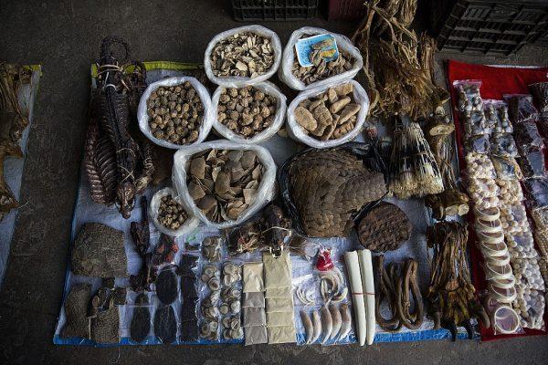 Elephant skin, a tiger claw, ivory, porcupine quills, and other items are displayed at a small market stall in Mong La, Burma, on Feb. 17, 2016. (Taylor Weidman/Getty Images)