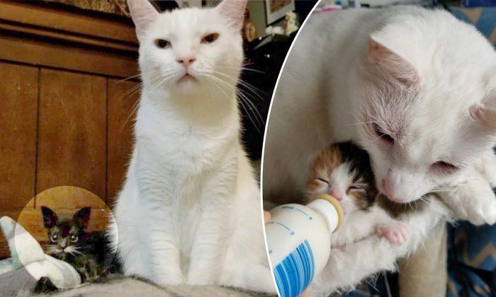 4oz Kitten the Size of a Spoon Gets a New Chance at Life, Thanks to Special Furry Dad