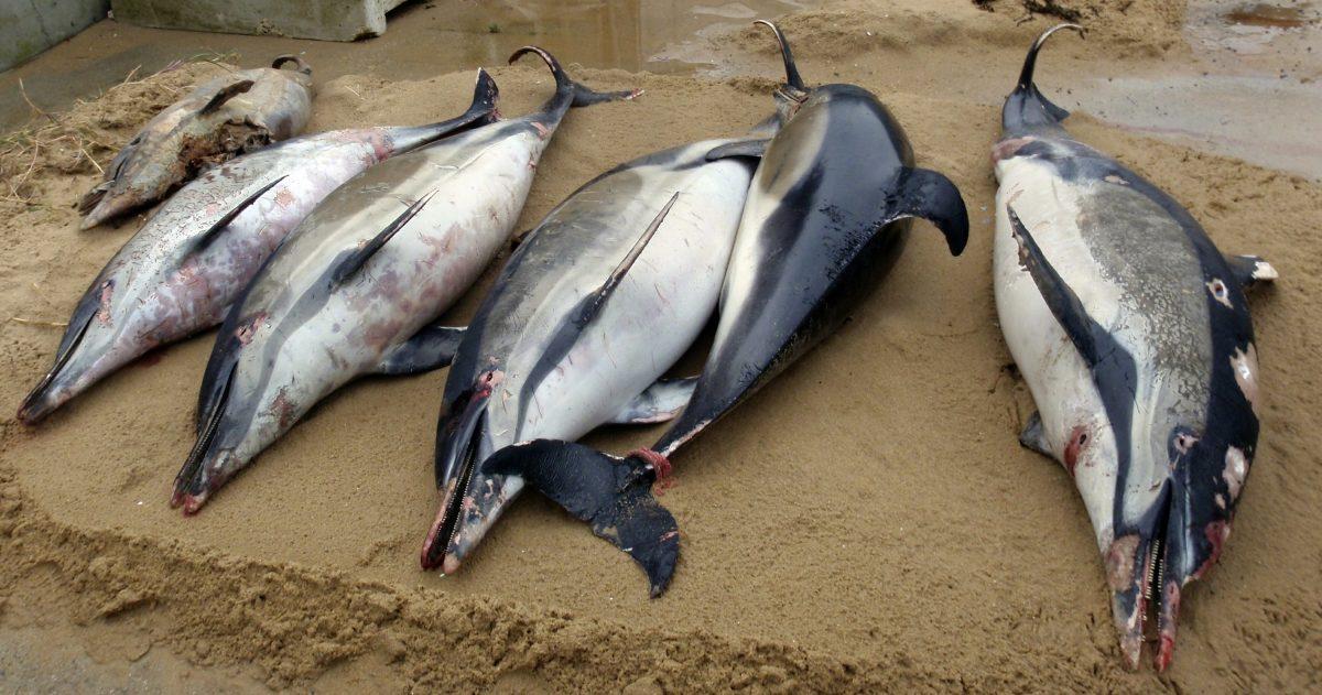 Dead dolphins on a shore of the Atlantic coast of western France, on March 7, 2019. (Cecile Dars, Observatoire Pelagis/CNRS/Universite de la Rochelle via AP)
