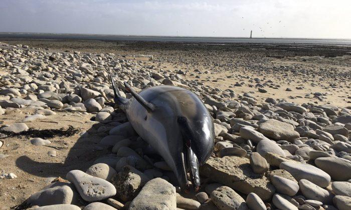 Record 1,100 Dolphins Wash up on French Shores This Year