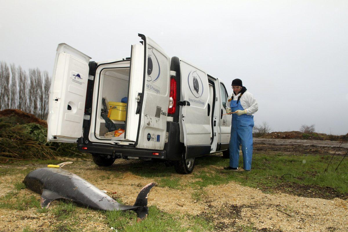 A scientist is standing by a dead dolphin on the Atlantic coast of west France, on Feb. 6, 2019. (Jerome Spitz, Observatoire Pelagis/CNRS/Universite de la Rochelle via AP)