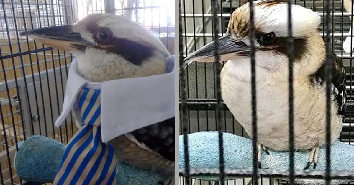 GoFundMe Campaign Hopes to Give Thunder the Kookaburra a Better Life