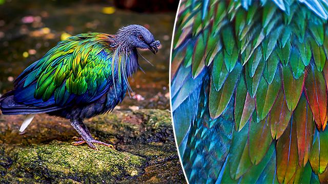 The Dodo Bird's Closest Living Relative Puts On a Stunning Show of Iridescent Feathers