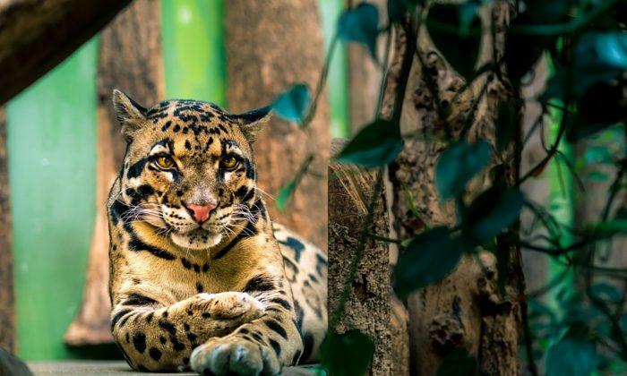 ‘New Cats in Town’: Columbus Zoo Shares Adorable Pictures of Month-Old Clouded Leopards