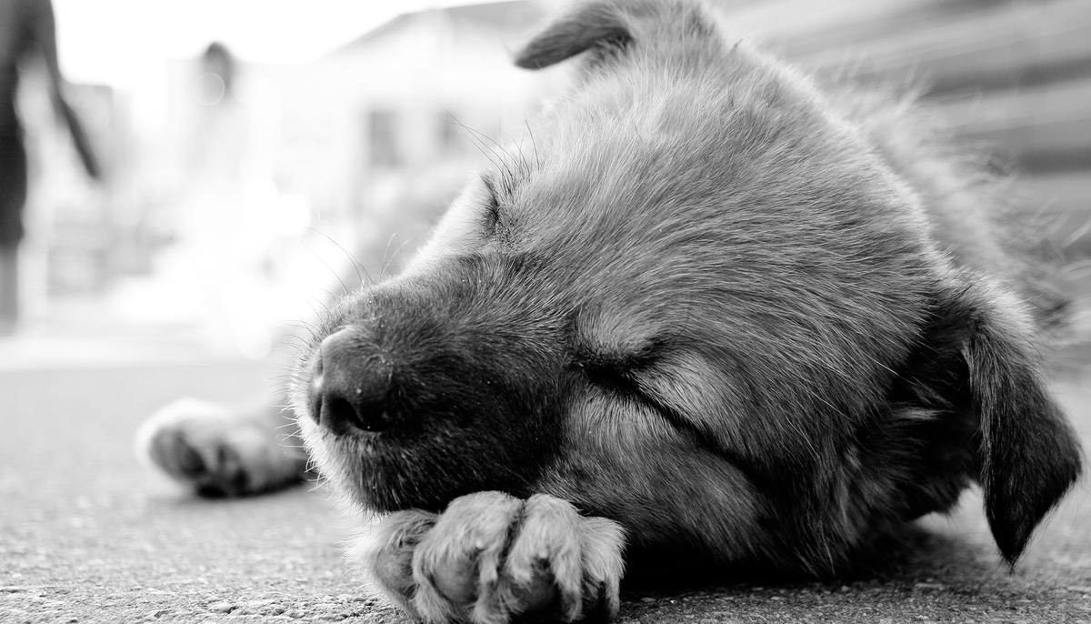 Exhausted Police Officer Helps Abandoned Puppy Find New Home and Gets Honored for His Service