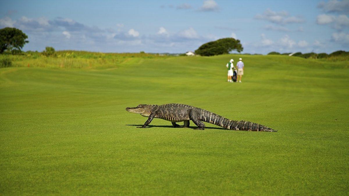 Image of an alligator on a golf course. (Skeeze/Pixabay)