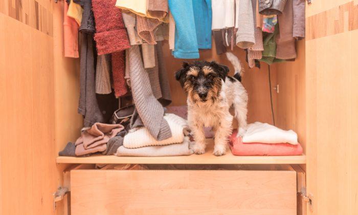 Clothes-Obsessed Dog Gets Adorable Closet Custom-Made by Grandpa