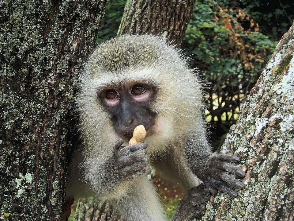 Image of a vervet monkey. (Sonel/Pixabay)