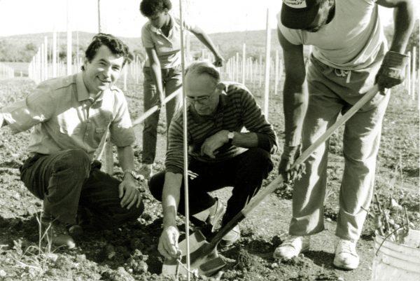 Gianni Zonin planting at Barboursville Vineyards in the mid-1970s. (Courtesy of Barboursville Vineyards)