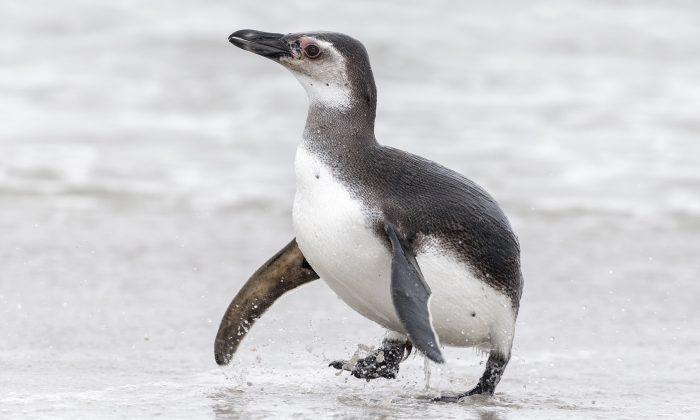 Endangered Baby Blue Penguin on Beach Gets a Sign Explaining Why He Is All Alone