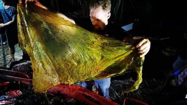 Marine biologist and environmentalist Darrell Blatchley told CNN that the juvenile male Cuvier's beaked whale was found "showing signs of being emaciated and dehydration" and had been "vomiting blood before it died," on March 18, 2019. (Darrell Blatchley/D'Bone Collector Museum Inc)
