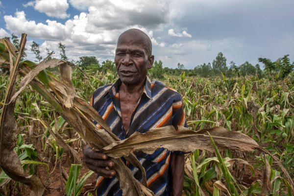 A Malawian farmer walks through his maize field destroyed by dry spells at Lunzu in Blantyre, Southern Malawi, on February 14, 2018. (Amos Gumulira/AFP/Getty Images)