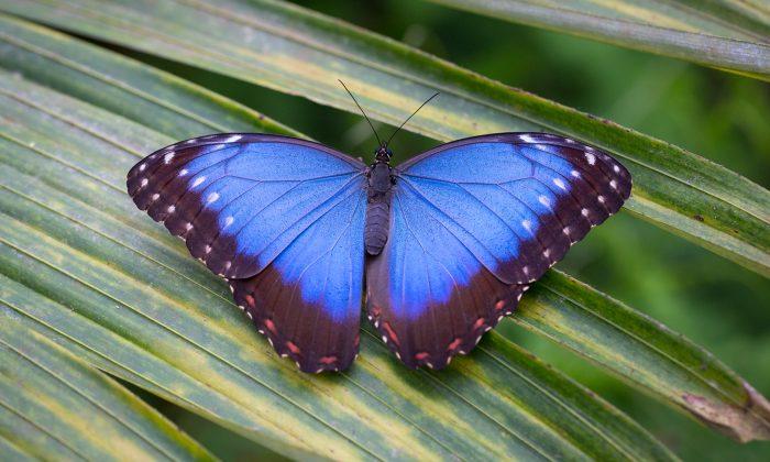 San Francisco Man Is Repopulating Disappearing Butterfly Species in His Backyard