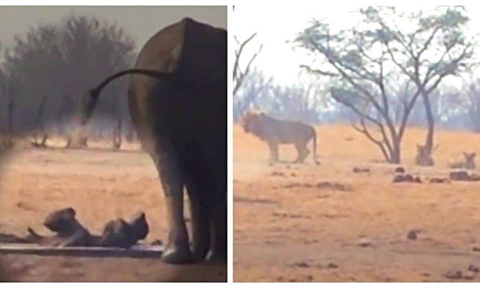 Video: Lions Circle Trapped Baby Elephant and Its Panicked Mom, but Here Comes the Help