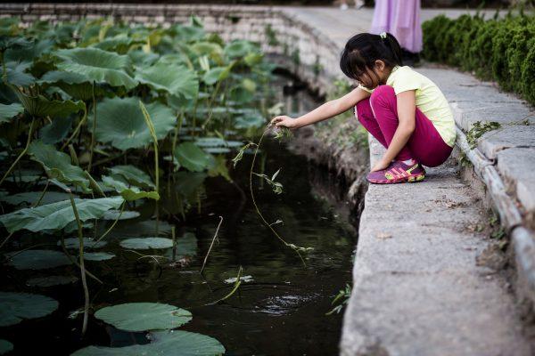 A girl plays with water lilies at Daming Lake in Jinan, Shandong Province, China. (Fred Dufour/AFP/Getty Images)