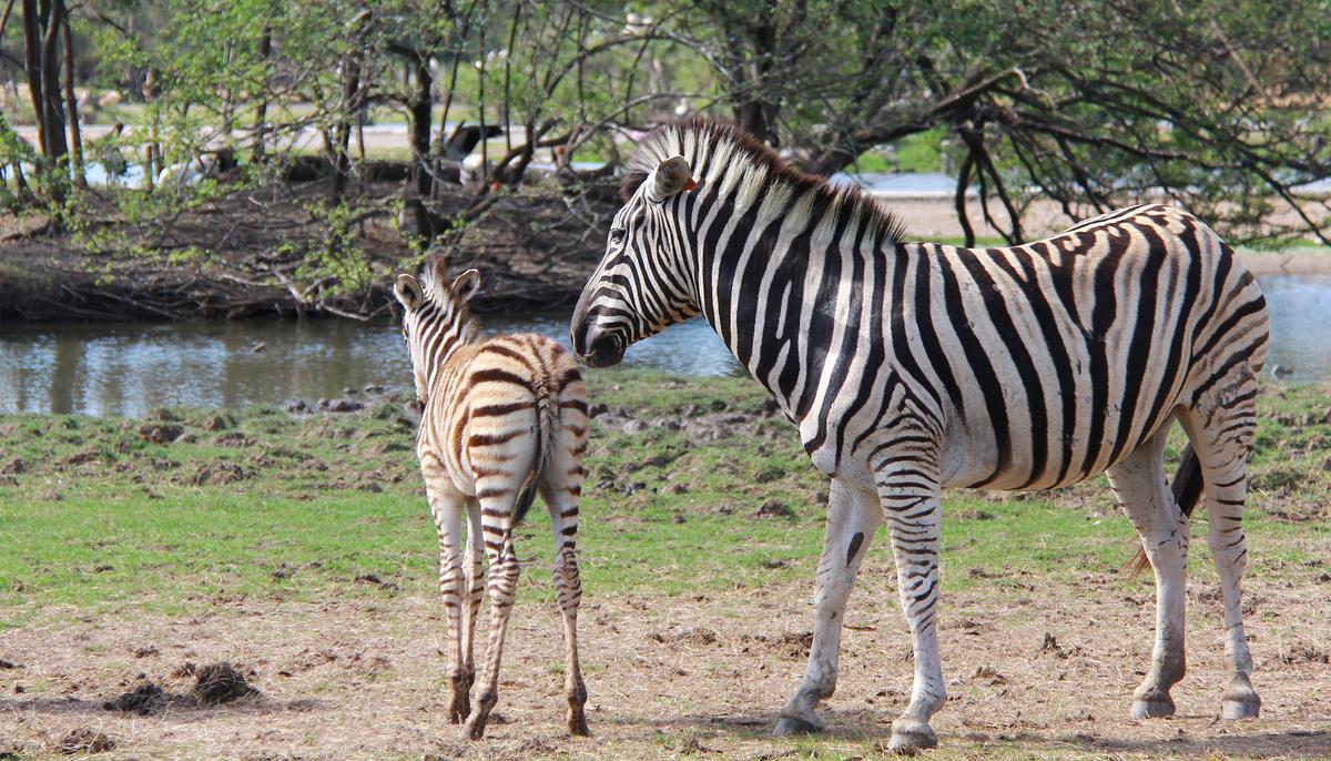 Zookeepers Save Newborn Zebra From Drowning by Wading Through Chest-Deep Water