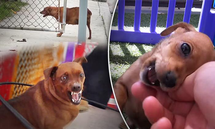 Pregnant Homeless Dog Growls at Rescuers but it Ends With Brand-New Family at Foster Home