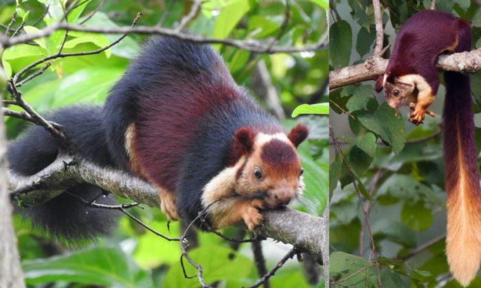 Multicolored Squirrels From India Make Their Spring Debut on Social Media