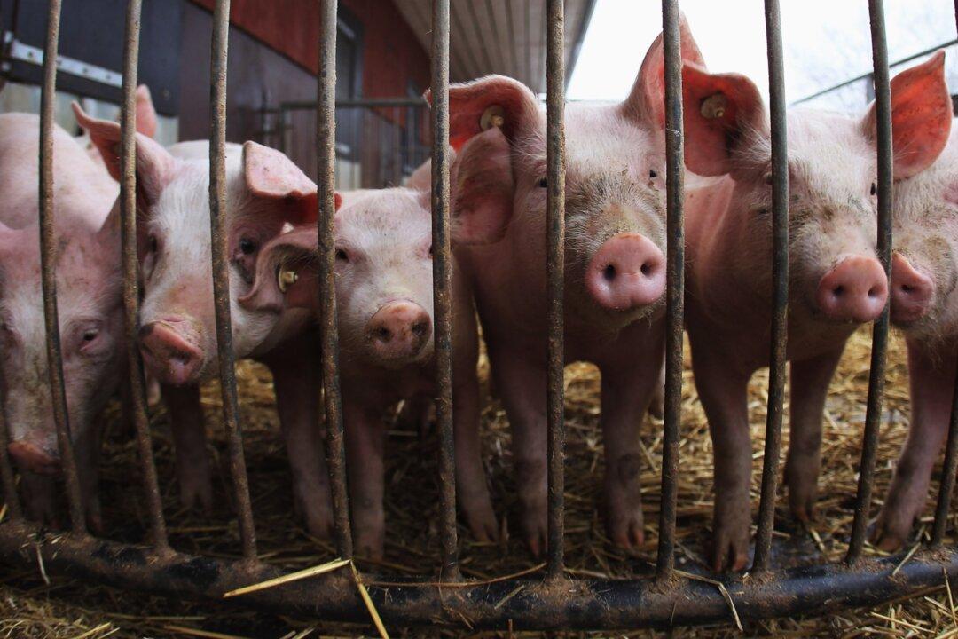 Cambodia Reports First Outbreak of African Swine Fever: OIE