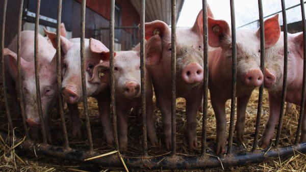 The first African swine fever (ASF) outbreak has been reported in Cambodia near the Vietnam border. (Joern Pollex/Getty Images)