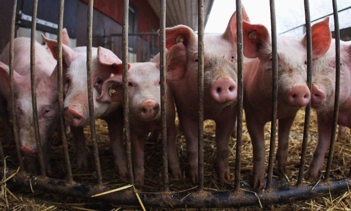 Cambodia Reports First Outbreak of African Swine Fever: OIE