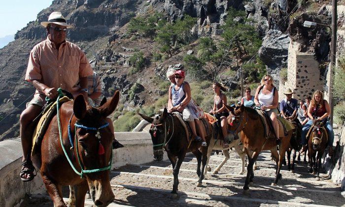 Greek Island Campaign to Offer Relief to Abused Donkeys