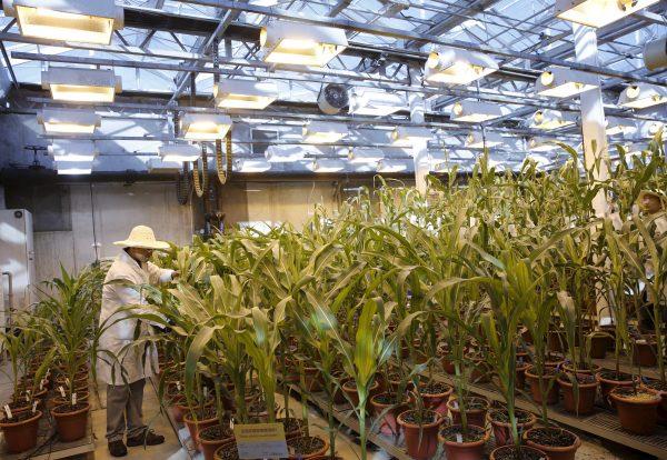 A researcher checks corn plants in a green house cultivating natural corn and genetically modified corn in Syngenta Biotech Center in Beijing on Feb. 19, 2016. (Kim Kyung-Hoon/Reuters)