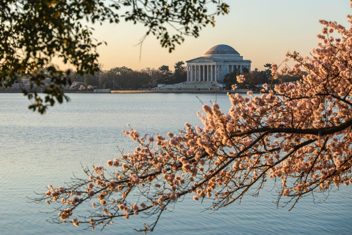 Cherry Blossom trees are in full bloom at the Tidal Basin in Washington on April 3, 2019. (Samira Bouaou/The Epoch Times)