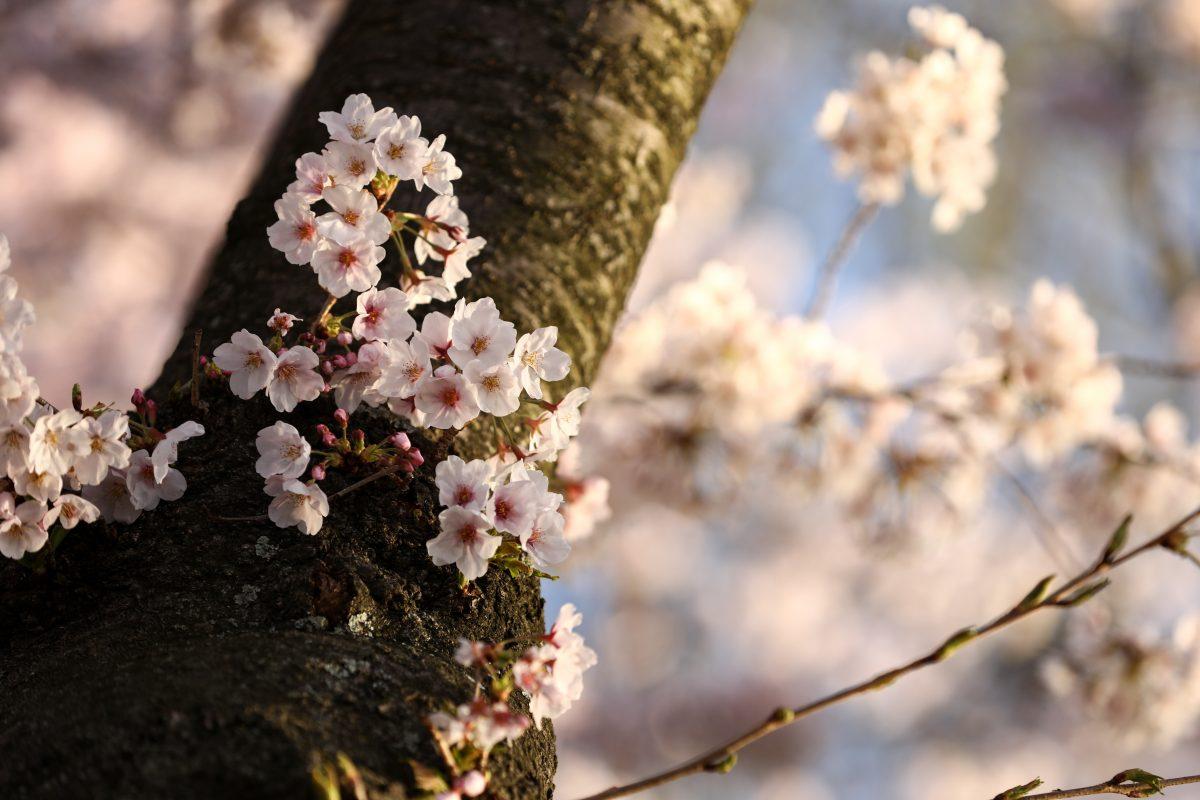 Cherry Blossom trees are in full bloom at the Tidal Basin in Washington on April 3, 2019. (Samira Bouaou/The Epoch Times)