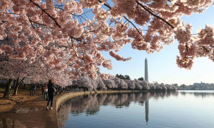 The Cherry Blossoms in Washington