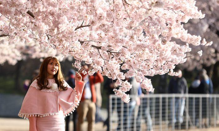 Cherry Blossom Festival Coming to Huntington Beach This Month